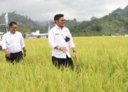 Panen Raya di Grobogan, Mentan Pastikan Kondisi Beras Nasional Aman