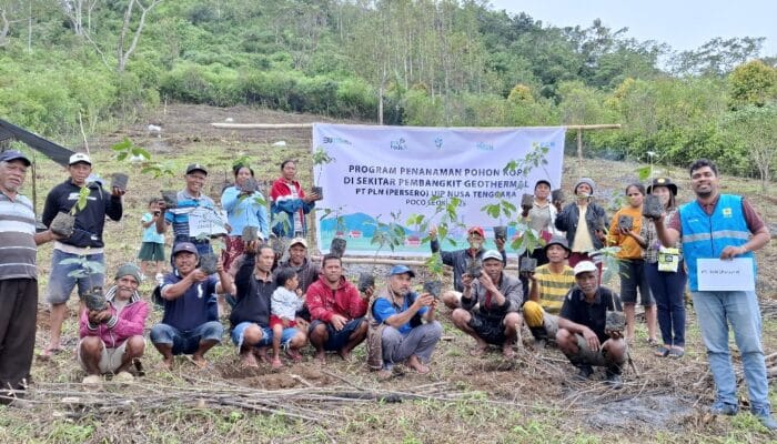 PLN UIP Nusra Gandeng Petani Poco Leok Tanam 4.800 Anakan Kopi di Sekitar Kawasan Pengembangan PLTP Ulumbu