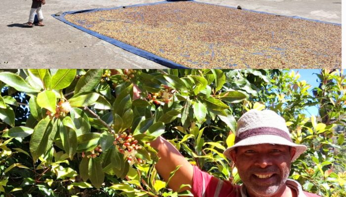 Panen Cengkeh Petani Wewo, Menepis Isu Kerusakan Lingkungan Akibat Pengoperasian PLTP Ulumbu