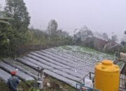 PLN Hadirkan Solusi Hemat dan Praktis untuk Petani Poco Leok Lewat Program Electrifying Agriculture