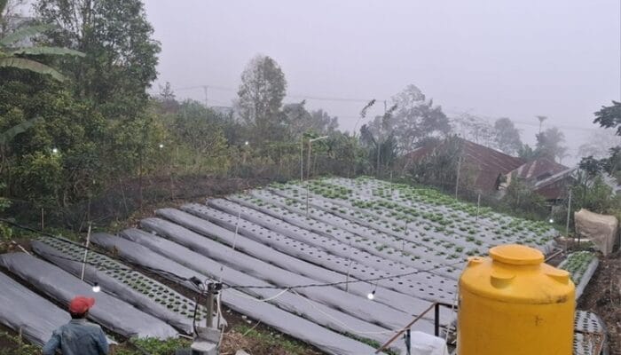 PLN Hadirkan Solusi Hemat dan Praktis untuk Petani Poco Leok Lewat Program Electrifying Agriculture