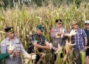 Dukung Ketahanan Pangan, Polres Manggarai Hasilkan 10 Ton Jagung di Kuartal III