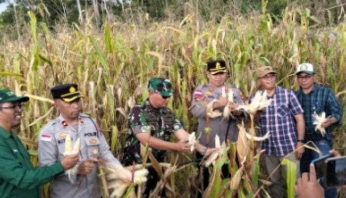 Dukung Ketahanan Pangan, Polres Manggarai Hasilkan 10 Ton Jagung di Kuartal III