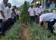 Bupati Manggarai Hadiri Panen Perdana Green School di SMPN 4 Langke Rembong