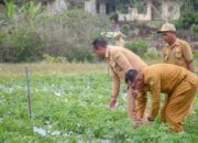 Bupati Manggarai Pantau Kondisi Budidaya Kentang di Dalo