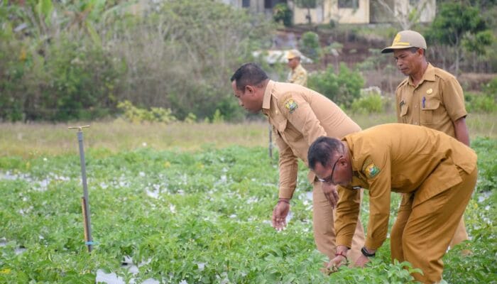 Bupati Manggarai Pantau Kondisi Budidaya Kentang di Dalo