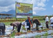 Dukung Program Makan Gizi Gratis, Dinas Pertanian Manggarai Panen Perdana Kentang di Compang Dalo