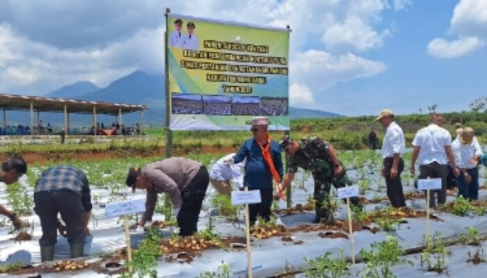 Dukung Program Makan Gizi Gratis, Dinas Pertanian Manggarai Panen Perdana Kentang di Compang Dalo