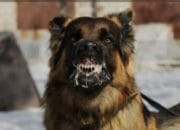 Seekor Anjing HPR Menggigit Tiga Warga di Kecamatan Langke Rembong