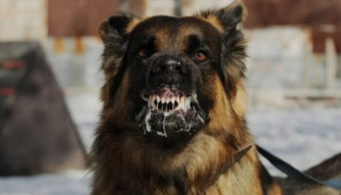 Seekor Anjing HPR Menggigit Tiga Warga di Kecamatan Langke Rembong