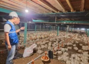 Tarif Listrik Awal 2026 Tetap Stabil, PLN Tegaskan Layanan Andal dan Berkualitas