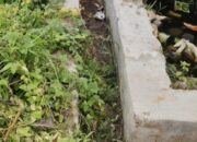 Petani Nanga Baras Menjerit, Masalah Irigasi Bikin Lahan Tak Digarap Tiga Tahun Terakhir