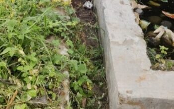 Petani Nanga Baras Menjerit, Masalah Irigasi Bikin Lahan Tak Digarap Tiga Tahun Terakhir