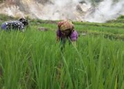 PLTP Ulumbu Beroperasi 13 Tahun, Warga Akui Tak Ada Dampak Negatif