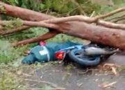 Tragis! Pengendara Motor Tewas Usai Tertimpa Pohon Tumbang di Jalur Borong-Ruteng