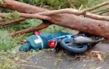 Tragis! Pengendara Motor Tewas Usai Tertimpa Pohon Tumbang di Jalur Borong-Ruteng