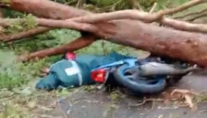 Tragis! Pengendara Motor Tewas Usai Tertimpa Pohon Tumbang di Jalur Borong-Ruteng