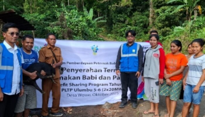 PLN Dorong Ekonomi Desa, 41 Ekor Ternak Babi di Wewo Berkembang Baik