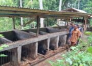 Kelompok Ternak Desa Wewo Tumbuh Pesat, Program PLN Buka Peluang Ekonomi Baru