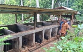 Kelompok Ternak Desa Wewo Tumbuh Pesat, Program PLN Buka Peluang Ekonomi Baru