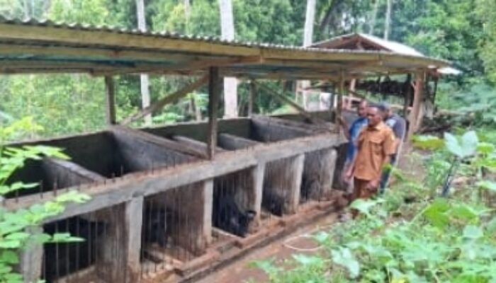 Kelompok Ternak Desa Wewo Tumbuh Pesat, Program PLN Buka Peluang Ekonomi Baru