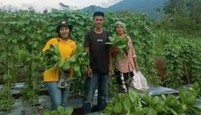 Ketahanan Pangan Masyarakat Sekitar PLTP Ulumbu Diperkuat Lewat Program Hortikultura PLN UIP Nusra