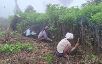 Bersama Masyarakat Adat, PLN Kembangkan Pertanian Terpadu di Desa Wewo