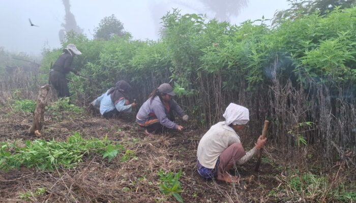 Bersama Masyarakat Adat, PLN Kembangkan Pertanian Terpadu di Desa Wewo