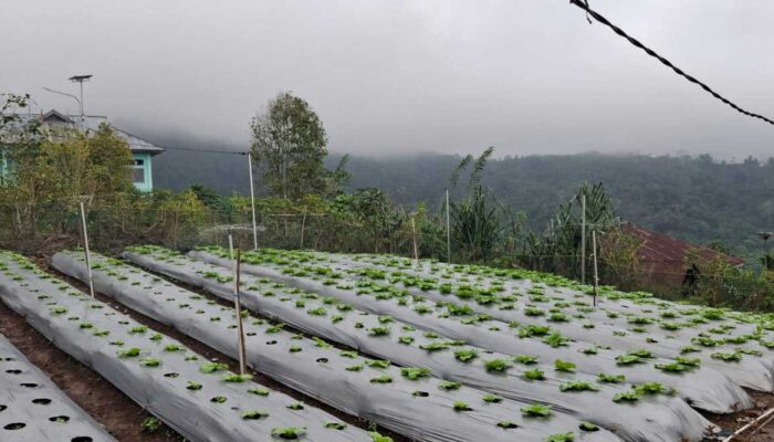 PLN UIP Nusra Perkuat Sektor Pertanian melalui Program Electrifying Agriculture di Desa Lungar