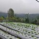 PLN UIP Nusra Perkuat Sektor Pertanian melalui Program Electrifying Agriculture di Desa Lungar