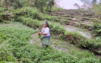 Warga: Keberadaan PLTP Ulumbu Tak Berpengaruh Terhadap Produktivitas Pertanian dan Air