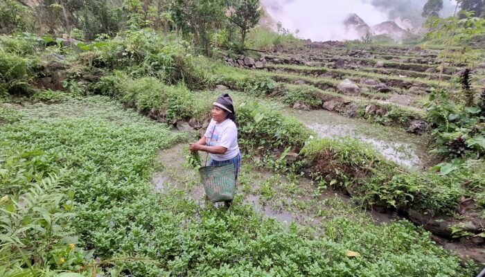 Warga: Keberadaan PLTP Ulumbu Tak Berpengaruh Terhadap Produktivitas Pertanian dan Air