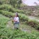 Warga: Keberadaan PLTP Ulumbu Tak Berpengaruh Terhadap Produktivitas Pertanian dan Air
