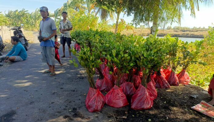 Komitmen Jaga Lingkungan, PLN UIP Nusra Tanam 3.000 Bibit Mangrove di Pesisir Desa Padak Guar