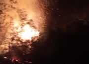 Breaking News: Kebakaran Hutan Rana Mese, Damkar Matim Berhasil Padamkan Api