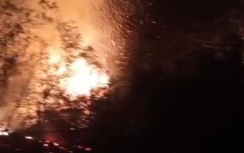 Breaking News: Kebakaran Hutan Rana Mese, Damkar Matim Berhasil Padamkan Api