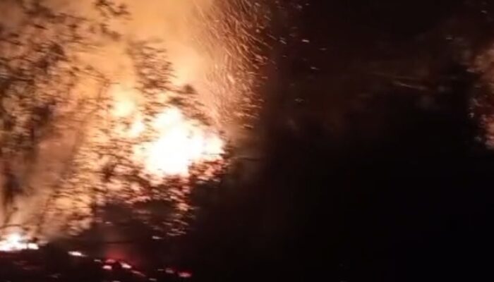 Breaking News: Kebakaran Hutan Rana Mese, Damkar Matim Berhasil Padamkan Api