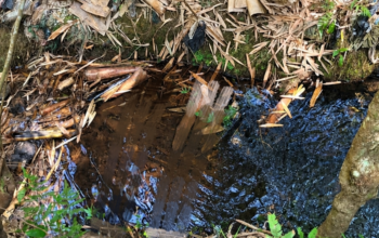 Warga Cibal Ditemukan Meninggal di Sungai Kakor, Penyebab Kematian Belum Diketahui